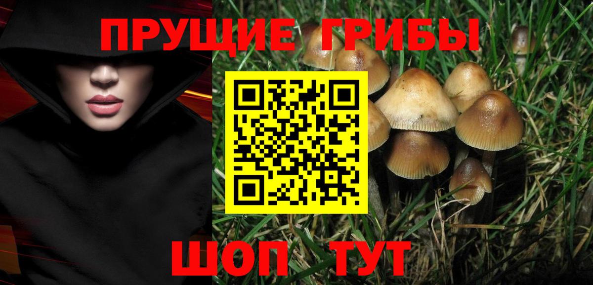 Баксан  Псилоцибиновые грибы Psilocybe  Вход с VPN 